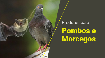 Pombos e Morcegos